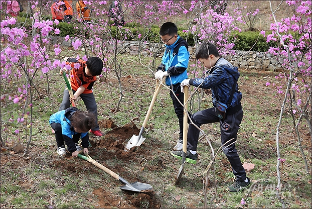 ▲ 고사리 손으로 진달래 나무를 심는 어린이들.