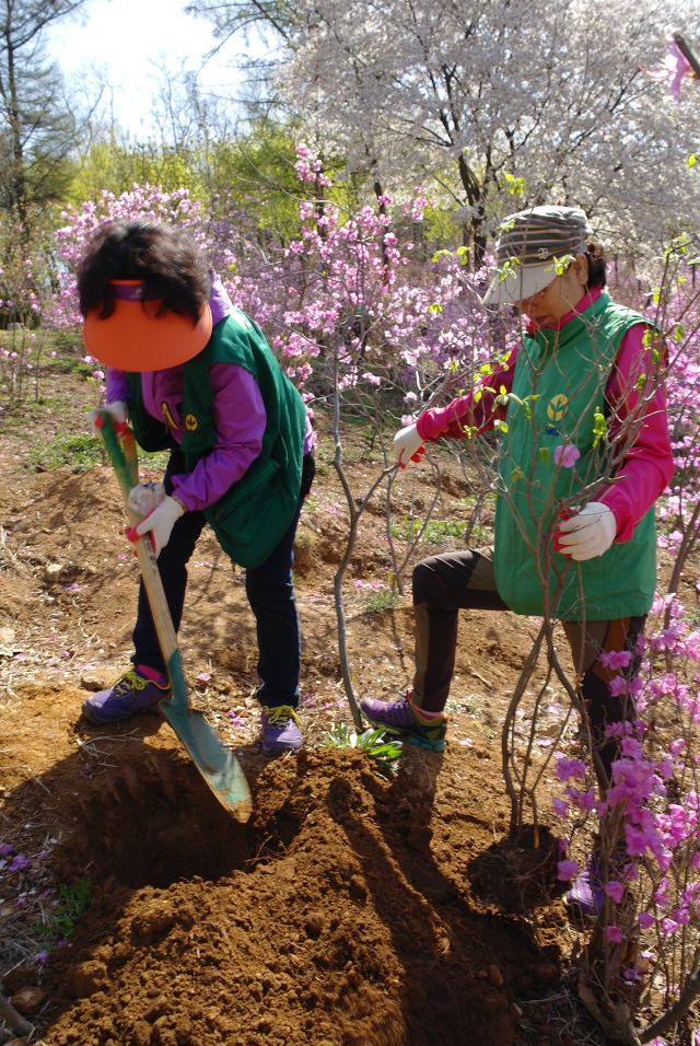 ▲ 부천시 새마을회원들이 진달래나무를 심기위해 구덩이를 파고 있다.