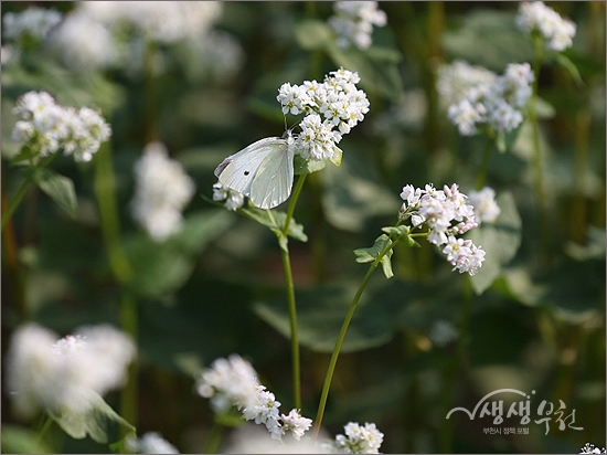 ▲ 유채꽃에서 꿀을 찾는 하얀 나비.