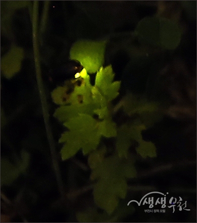 ▲ 무릉도원 수목원의 반딧불이