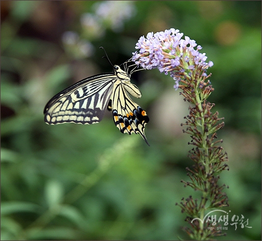 ▲ 부천식물원 나비정원에서 열린 나비 날리기 체험행사 현장