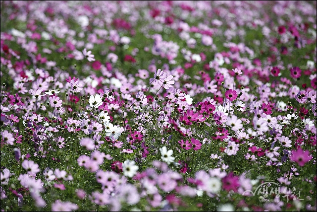 ▲ 코스모스와 메밀꽃이 만발한 상동호수공원의 가을