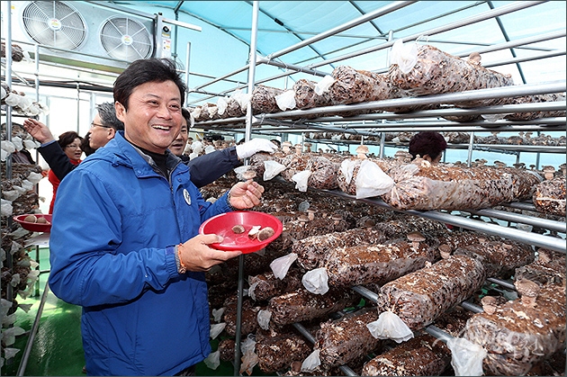 ▲ 버섯을 수확하는 김만수 시장