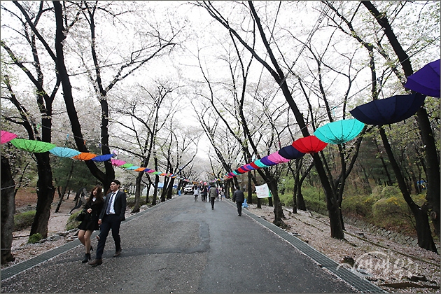 ▲ 도당산 벚꽃축제 현장