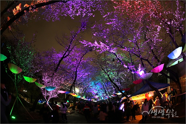 ▲ 도당산 벚꽃축제 현장