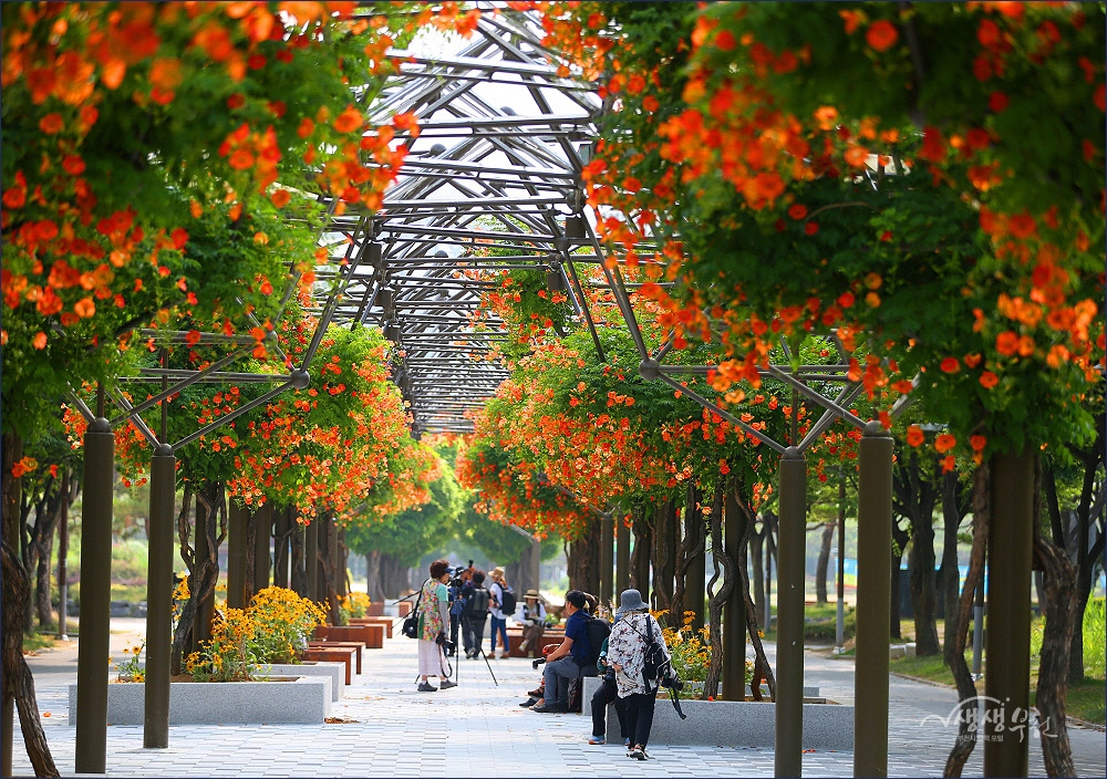 ▲ 중앙공원에 만발한 능소화 꽃터널