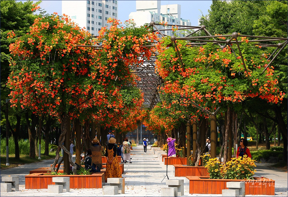 ▲ 중앙공원에 만발한 능소화 꽃터널