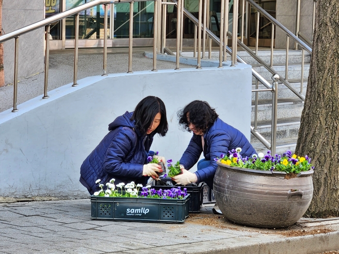 4-1. 봄을 맞아 화단을 정비하며 정성스럽게 꽃묘를 식재하는 모습.jpg