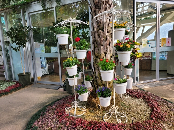 3-2. 부천호수식물원 수피아 내부에 있는 봄꽃 모습.jpg